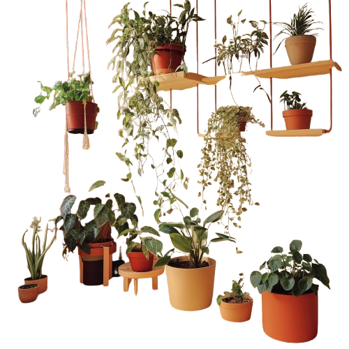A bright indoor plant corner with healthy houseplants and simple plant care tools, bathed in warm natural light, creating a calm and inviting space.