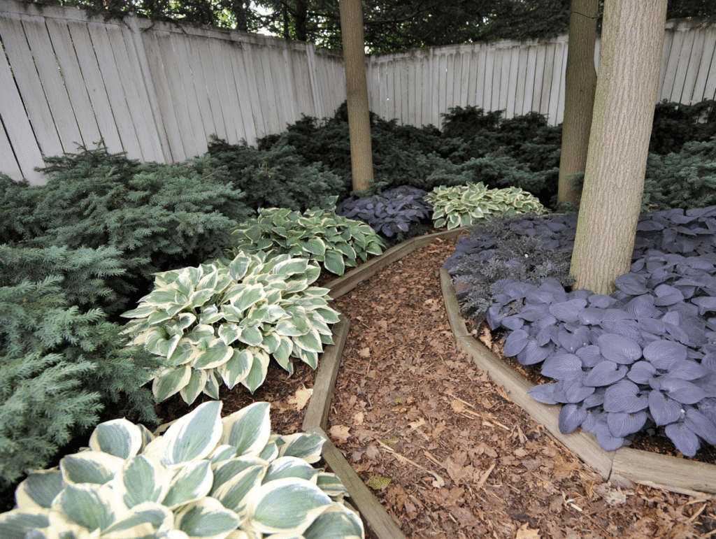 A peaceful shaded garden corner with a variety of hosta plants in different leaf shapes and colors beneath dappled sunlight  