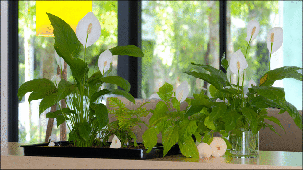 Healthy peace lily in bright indoor space with vibrant leaves and blooms