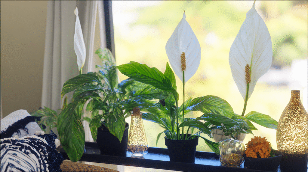 Healthy peace lily in bright indoor space with vibrant leaves and blooms