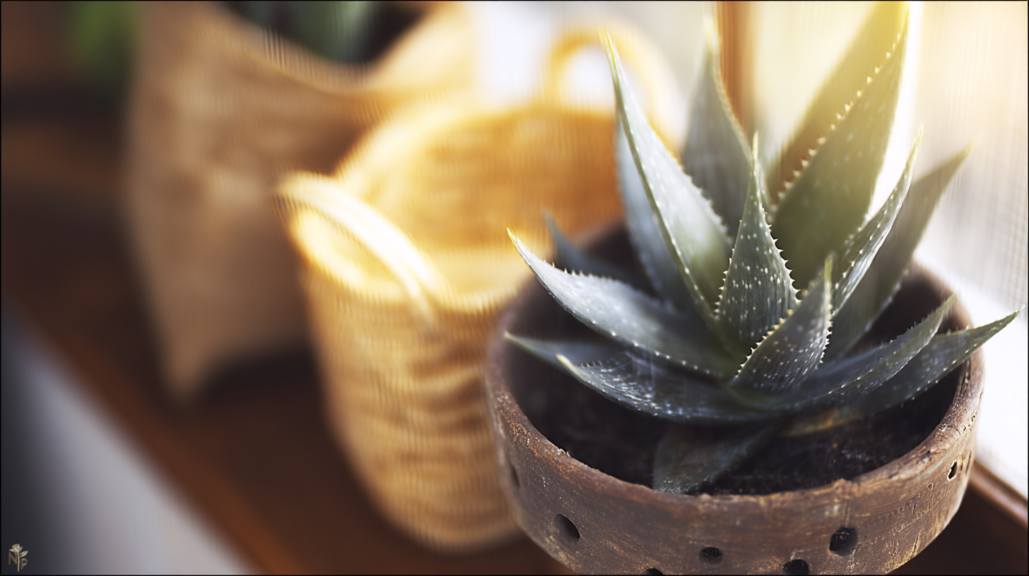 Essential Aloe Vera Care Tips for Beginners