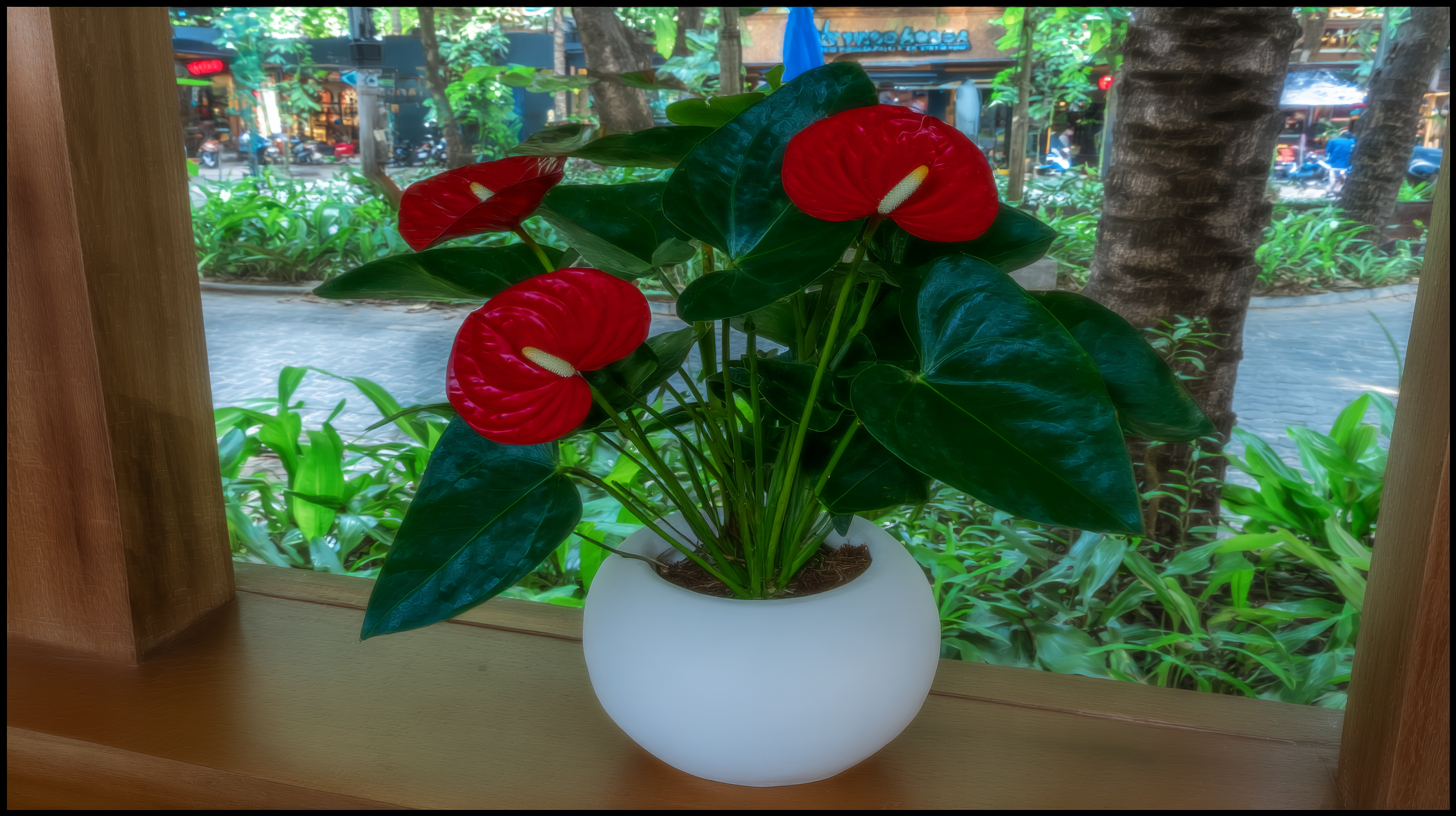 Anthurium Gift: Why This Became My Go-To Plant Present (After Some Spectacular Failures)