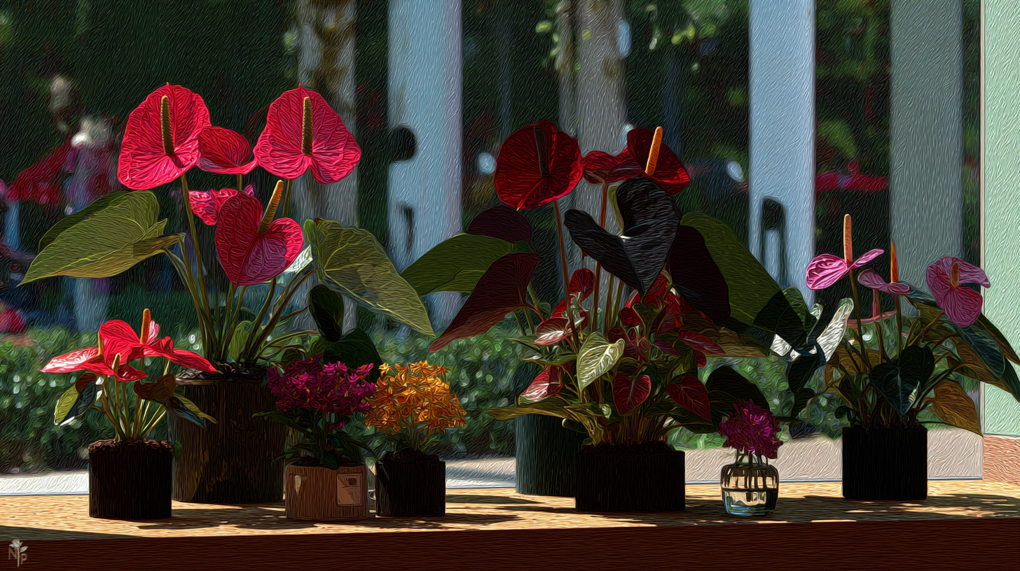 The History and Symbolism Behind Giving Anthuriums as Gifts