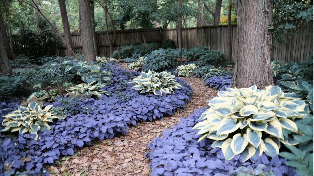 Shaded backyard garden with various hosta varieties including giant chartreuse, medium white-edged, and small blue hostas, showing lush foliage and natural textures.
