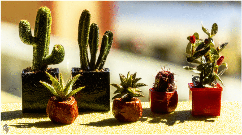 Healthy indoor cacti in terracotta and plastic pots with proper soil
