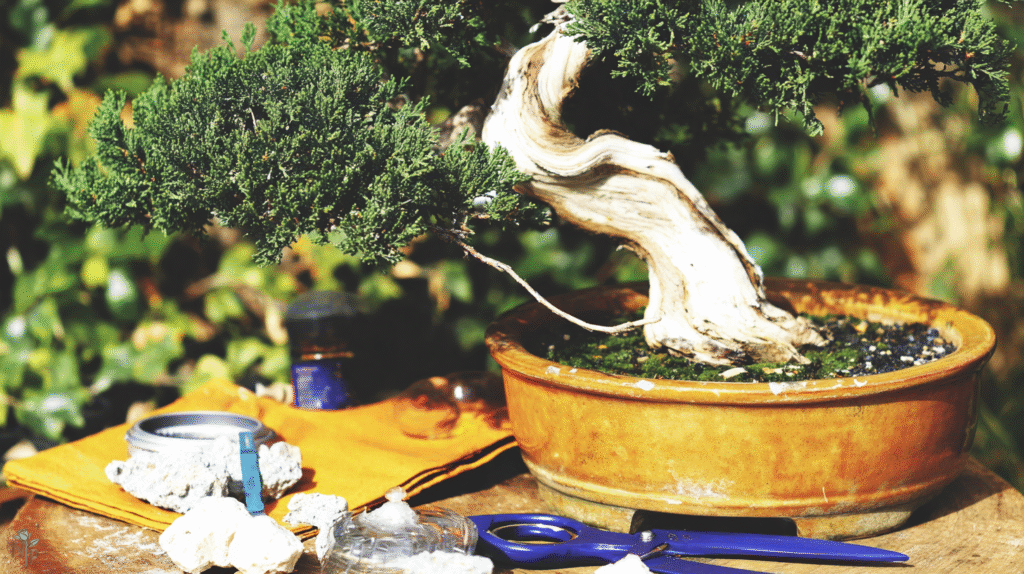 A serene outdoor bonsai garden featuring a variety of well-maintained miniature trees in shallow pots under soft natural sunlight.
