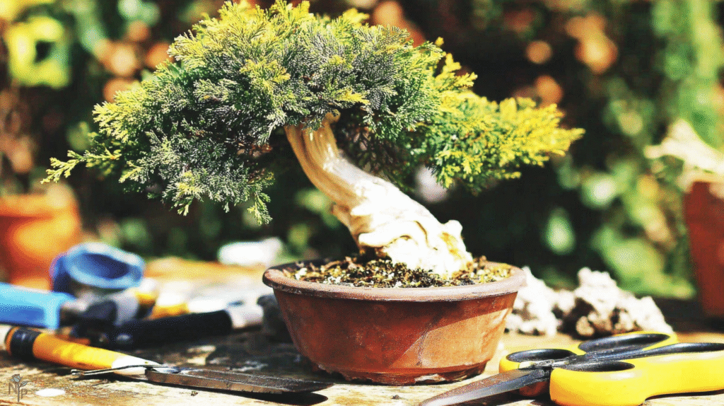 A serene outdoor bonsai garden featuring a variety of well-maintained miniature trees in shallow pots under soft natural sunlight.
