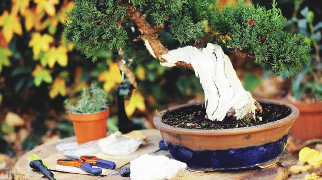 A serene outdoor bonsai garden featuring a variety of well-maintained miniature trees in shallow pots under soft natural sunlight.
