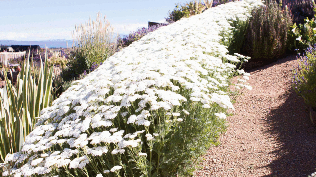 Healthy blooming yarrow plants in a well-prepared sandy garden bed with pea gravel mulch and companion lavender plants under bright sunlight.
