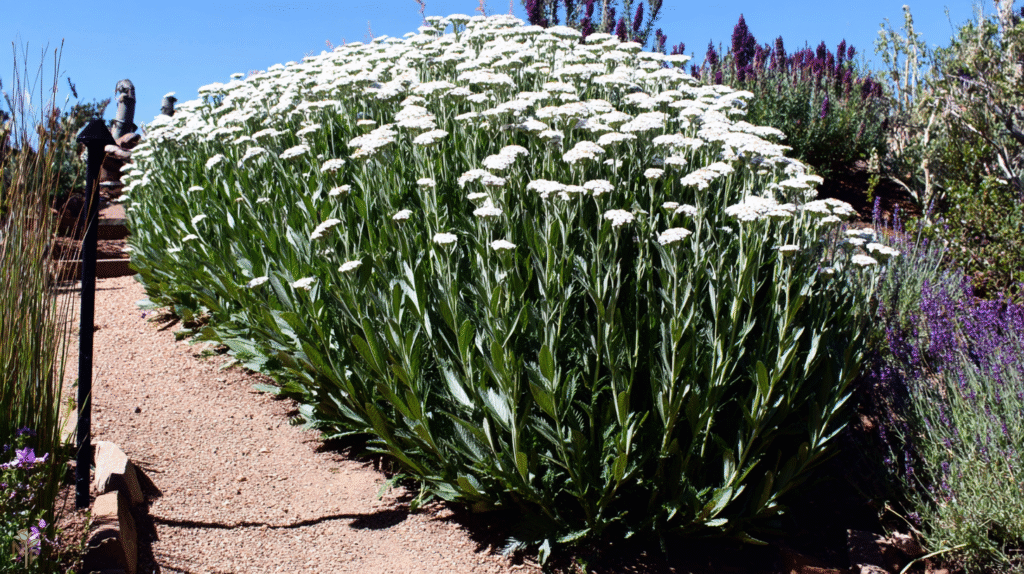 Healthy blooming yarrow plants in a well-prepared sandy garden bed with pea gravel mulch and companion lavender plants under bright sunlight.

