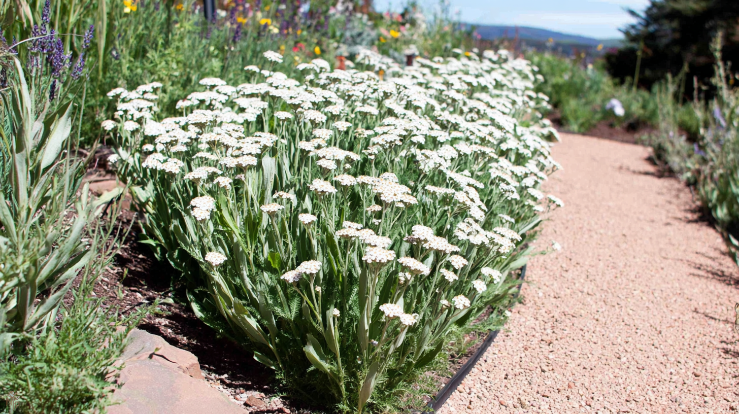 How to Prepare Your Garden Bed for Yarrow Plants